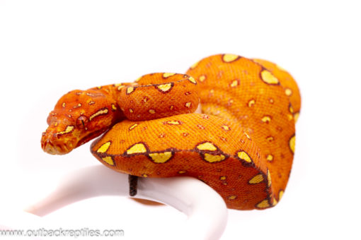Red Biak Green Tree Python