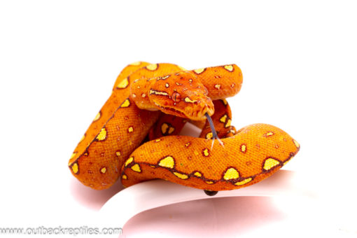 Red Biak Green Tree Python