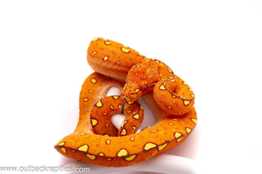Red Biak Green Tree Python