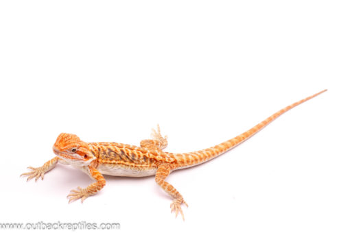 High Red Bearded Dragon