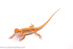 High Red Bearded Dragon