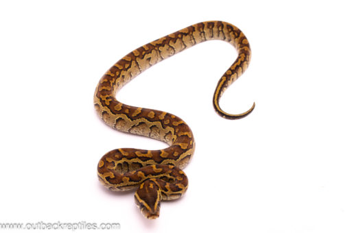 rock pythons