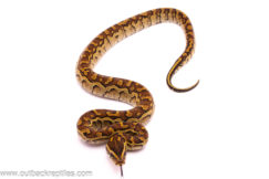 rock pythons