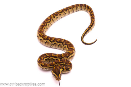 rock pythons