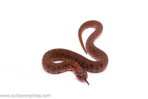 Sable het Albino Hognose