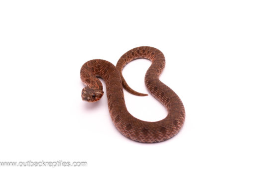 Sable het Albino Hognose