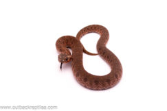 Sable het Albino Hognose
