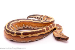 Slackline Male Blood Pythons