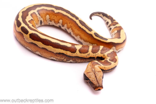 Slackline Male Blood Pythons