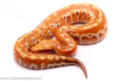 t+ blood python