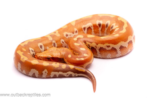 t+ blood python