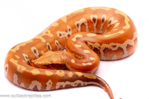t+ blood python