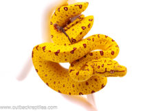Yellow Biak Green Tree Python