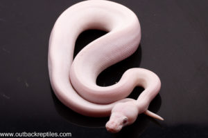 Blue Eyed Leucistic