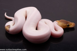 Cinnamon Pied +