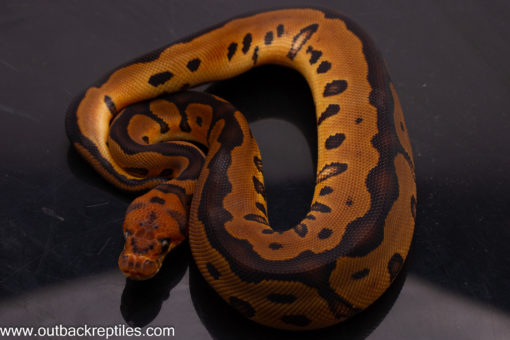 Leopard Blade Clown