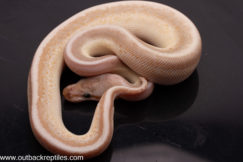 Cypress Butter Hidden Gene Woma Super Stripe