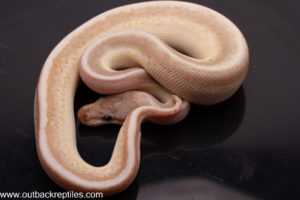 Cypress Butter Hidden Gene Woma Super Stripe