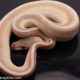 Cypress Butter Hidden Gene Woma Super Stripe