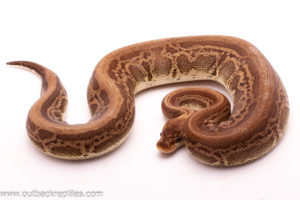 Black Pewter Mojave Leopard