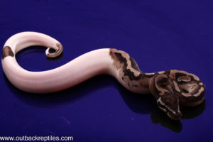 VPI Axanthic Pied