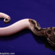 VPI Axanthic Pied