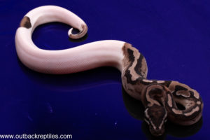 VPI Axanthic Pied