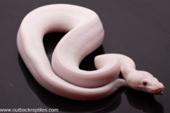 Blue Eyed Leucistic
