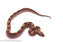 Motley boa