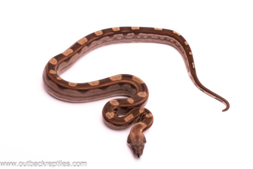Motley boa