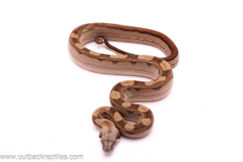 striped motley boa