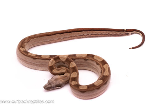 striped motley boa