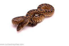 yellowanaconda