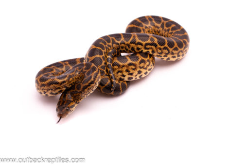 yellowanaconda