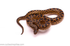 yellowanaconda