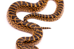 yellowanaconda