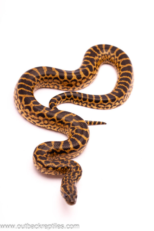 yellowanaconda