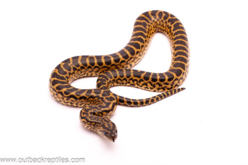 yellowanaconda