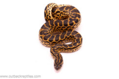yellowanaconda