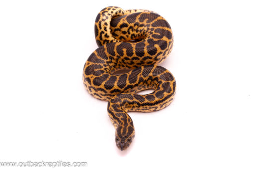 yellowanaconda