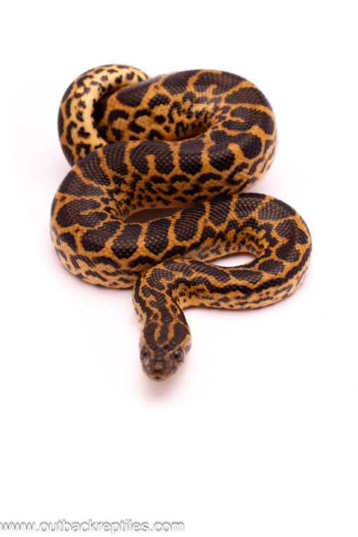 yellowanaconda