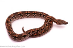 dumerils boa