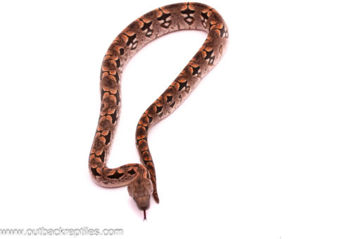 dumerils boa