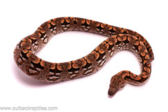dumerils boa