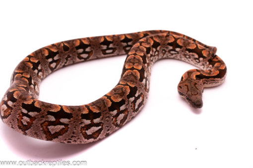 dumerils boa
