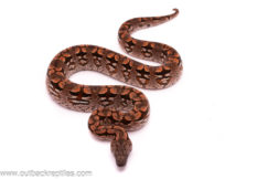 dumerils boa