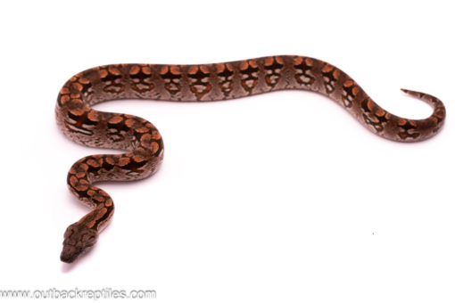 dumerils boa