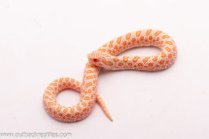 western hognose