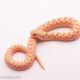 western hognose