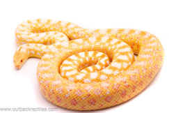 albinoapplegategopher
